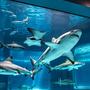 Shark (Explicit)