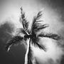 Palm Tree
