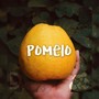 Pomelo