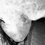Ya (Explicit)