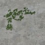 苔藓
