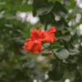 flowers in the sun