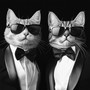 cool cats