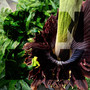 Corpse Flower