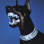 Big Dog
