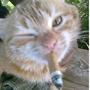 cookie pack (Explicit)