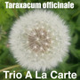 Taraxacum officinale