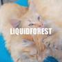 LiQUiDFOREST