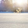 햇살이 진한 겨울에 (Warm winter glow)