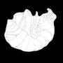 Pillbug