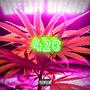 420 EP (Explicit)