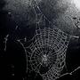 caught in your webs (Explicit)