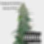 Money Roots (Explicit)