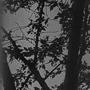 Collectieve Psychose / De Eenzame Reiziger