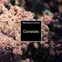 Correlate