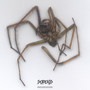 Spider (Explicit)