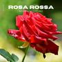 Rosa rossa (feat. KomirMonez) [Radio Edit]