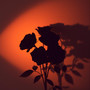 Black Roses