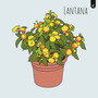 Lantana