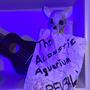 THE ACOUSTIC AQUARIUM (Explicit)