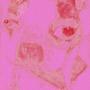 amma set my dog on u (Explicit)