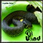 Reptile Chile