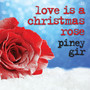 Love is a Christmas Rose