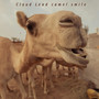 camel smile