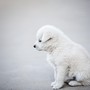 One’s beloved dog