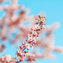 1 Pure White Noise: Minimal