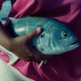 BIG FISH, SMALL POND (Explicit)