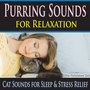 Purring Sounds for Relaxation (Cat Sounds for Sleep & Stress Relief)