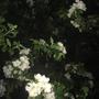 Flash Photos of Flowers at Night