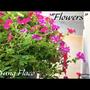 Flowers (Explicit)