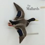 The Mallards