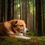 Pure Harmony for Dogs' Comfort
