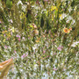 Mirrorland