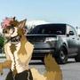 i got hit by a range rover in fursuit (Explicit)