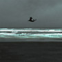 Flyingfish