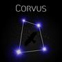 Corvus