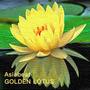 Golden Lotus