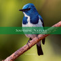 Soothing Nature: Birds in the Forest