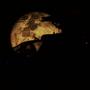 Satellite