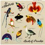 Birds of Paradise