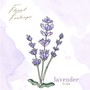 lavender