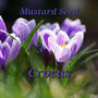 Crocus