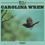 Carolina Wren