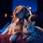 Pets' Peaceful Evening: Gentle Music Vibes