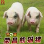 荣昌熊猫猪