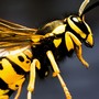 Acid Wasp